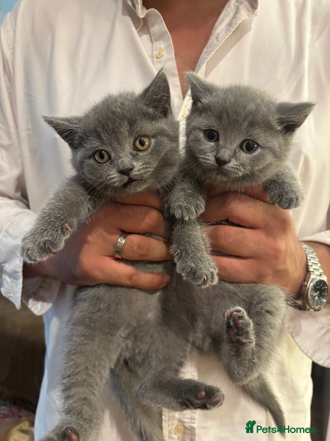 British Shorthair cats for sale: Beautiful Chunky British Shorthair Kittens Pure - Image 8