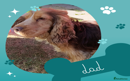 Cocker Spaniel dogs for sale: Show x Working Cocker Spaniels, HEALTH tested - Image 6