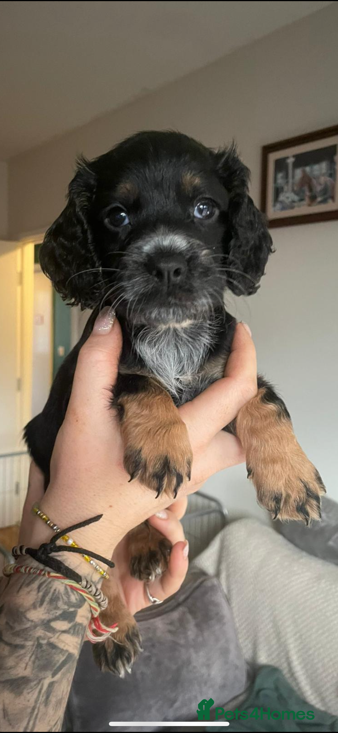Cocker Spaniel dogs for sale: Beautiful kc registered working cocker spaniels - Advert 14