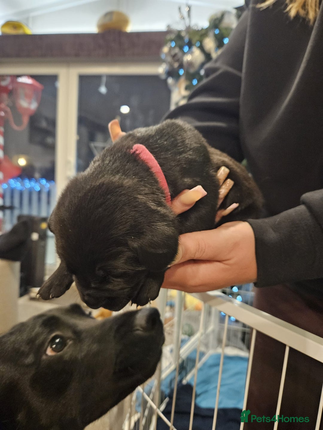 Labrador Retriever dogs for sale: Beautiful Labrador puppies for sale - Advert 4