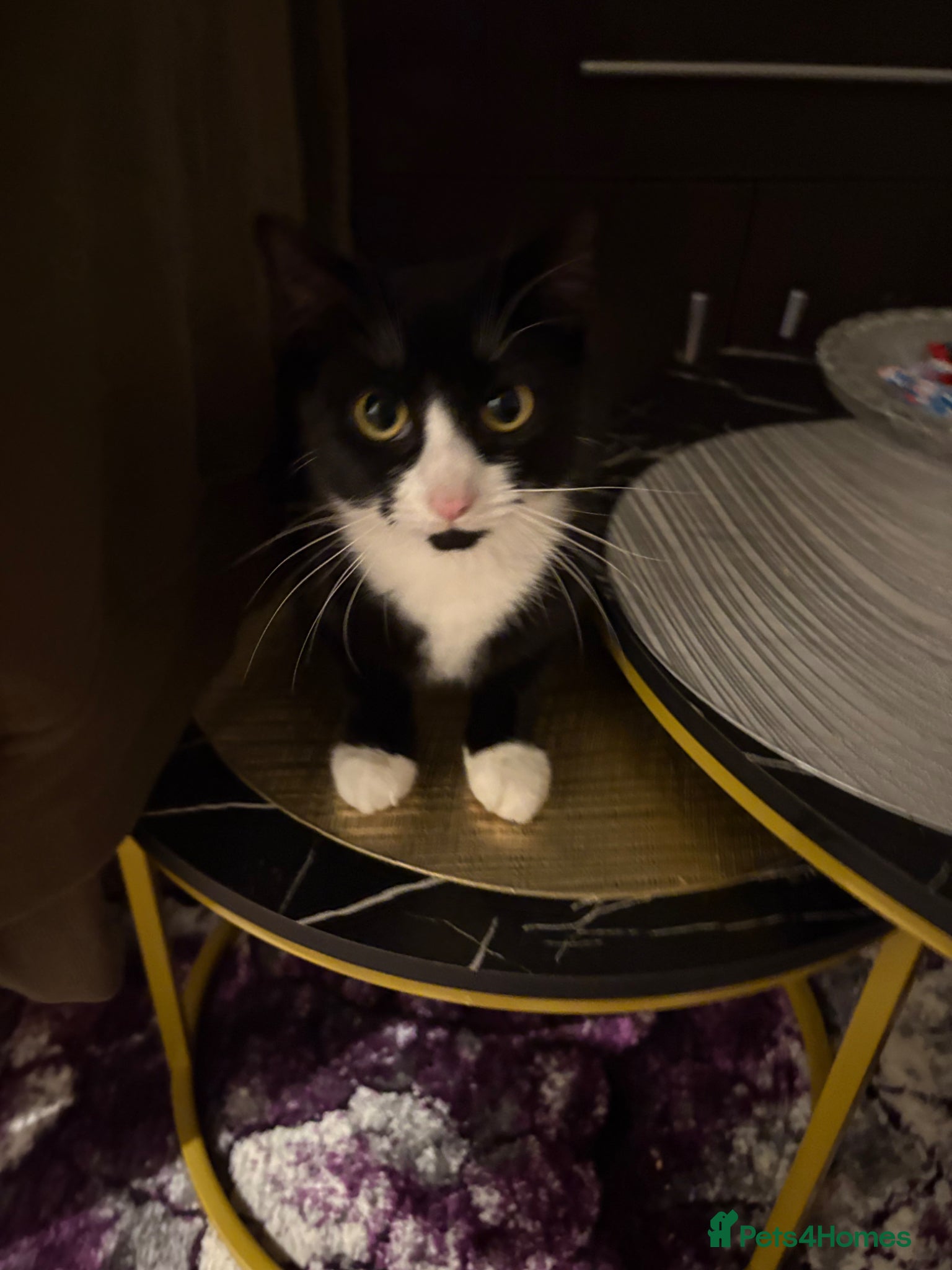 Mixed Breed cats Available Now Mixed Breed Tuxedo Kittens - Advert 1