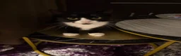 Mixed Breed cats for sale: Available Now Mixed Breed Tuxedo Kittens - Advert 2