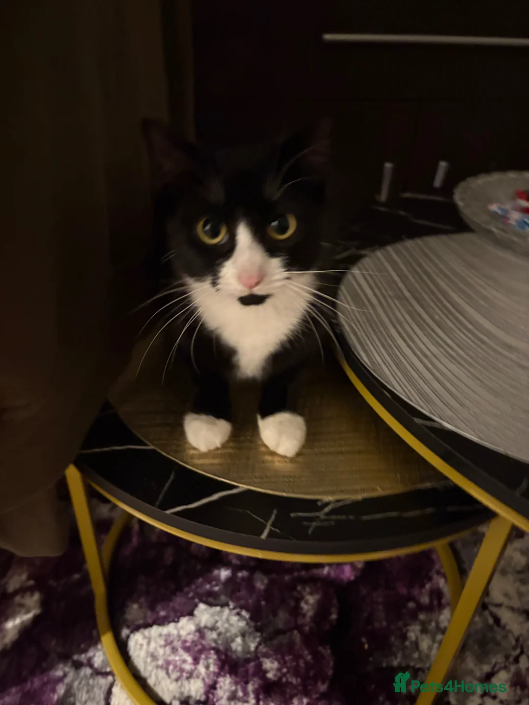 Mixed Breed cats for sale: Available Now Mixed Breed Tuxedo Kittens - Advert 2