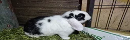 Mini Lop rabbits for sale: Mini lop babies - Advert 1