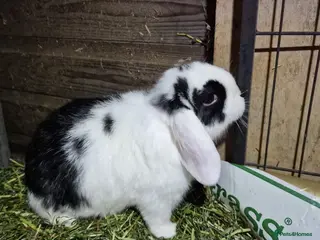 Mini Lop rabbits Mini lop babies - Advert 1