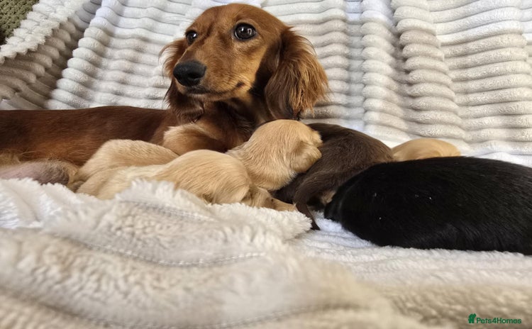 Miniature Dachshund dogs - Advert 12