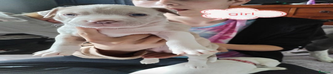 American Bulldog Puppy 3