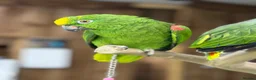 Parrots birds for sale: Baby amazon  - Advert 4