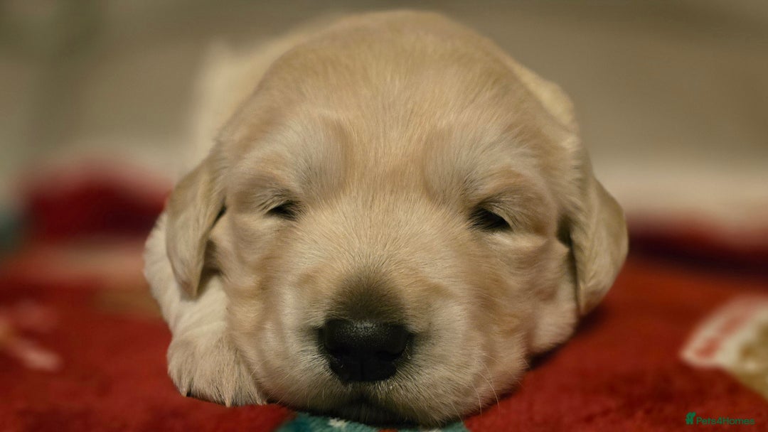 Golden Retriever dogs for sale: Chunky golden retrievers  - Advert 7