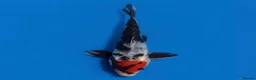 Koi Carp fish for sale: Japanese Koi - Top Quality - Advert 20