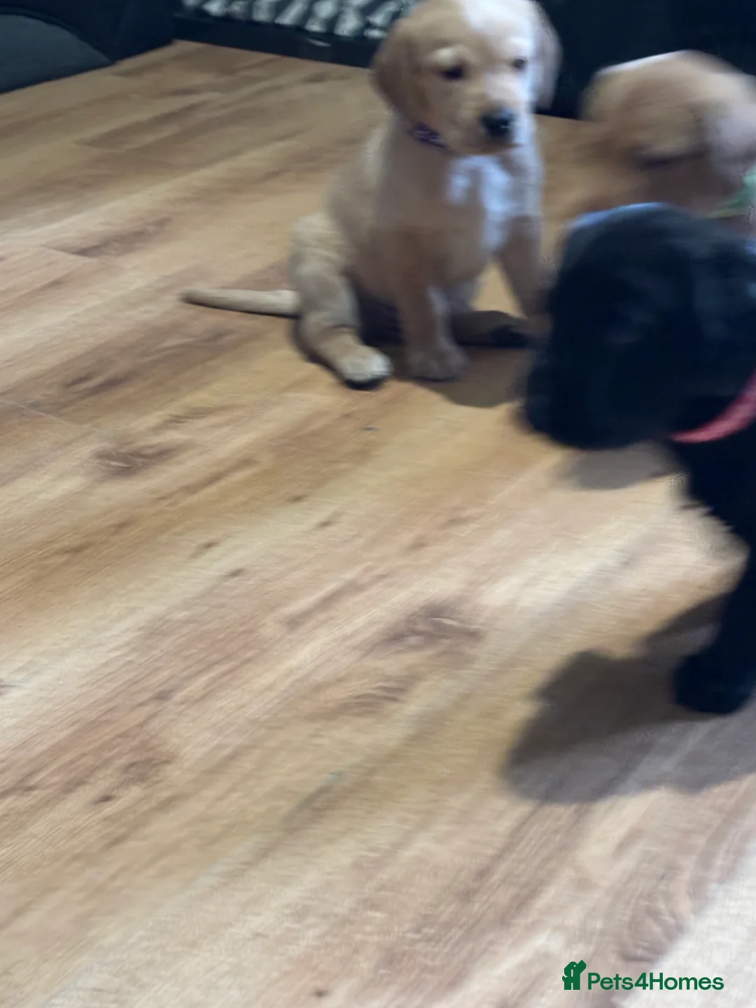 Labrador Retriever dogs for sale: Stunning lab pups - Advert 7