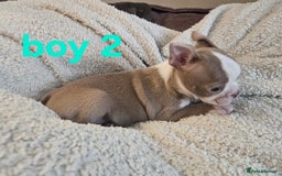Boston Terrier dogs for sale: Lilac boston babies  - Image 13