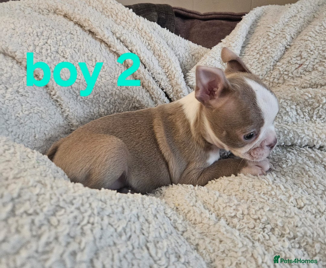 Boston Terrier dogs for sale: Lilac boston babies  - Image 13