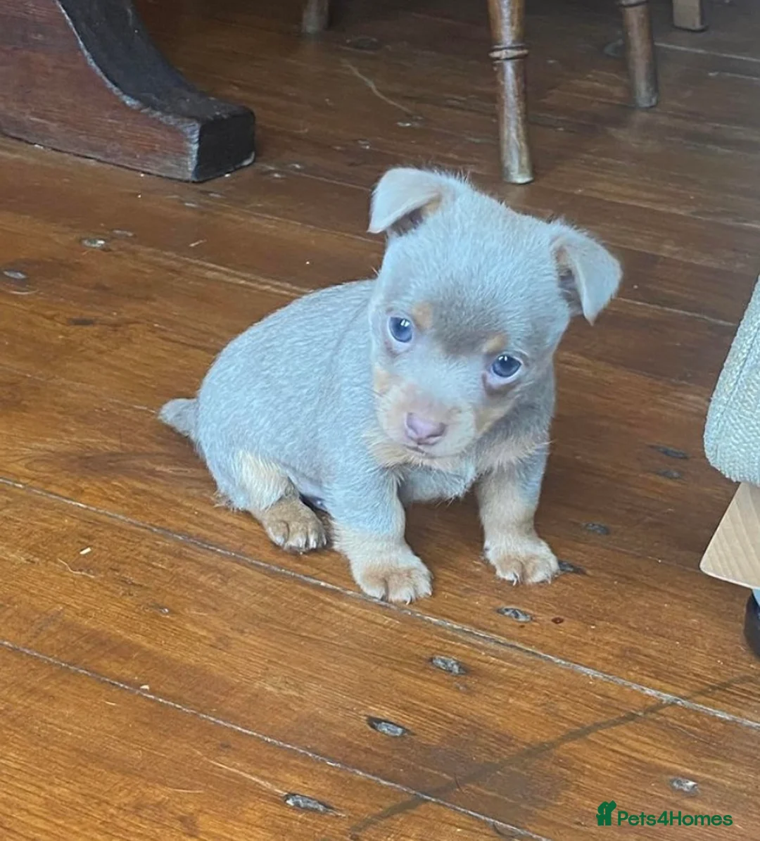 Jack Russell dogs for stud: Miniature Chocolate and Tan Jack Russell For Stud in Ebbw Vale - Advert 2