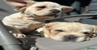 French Bulldog dogs - Advert 1
