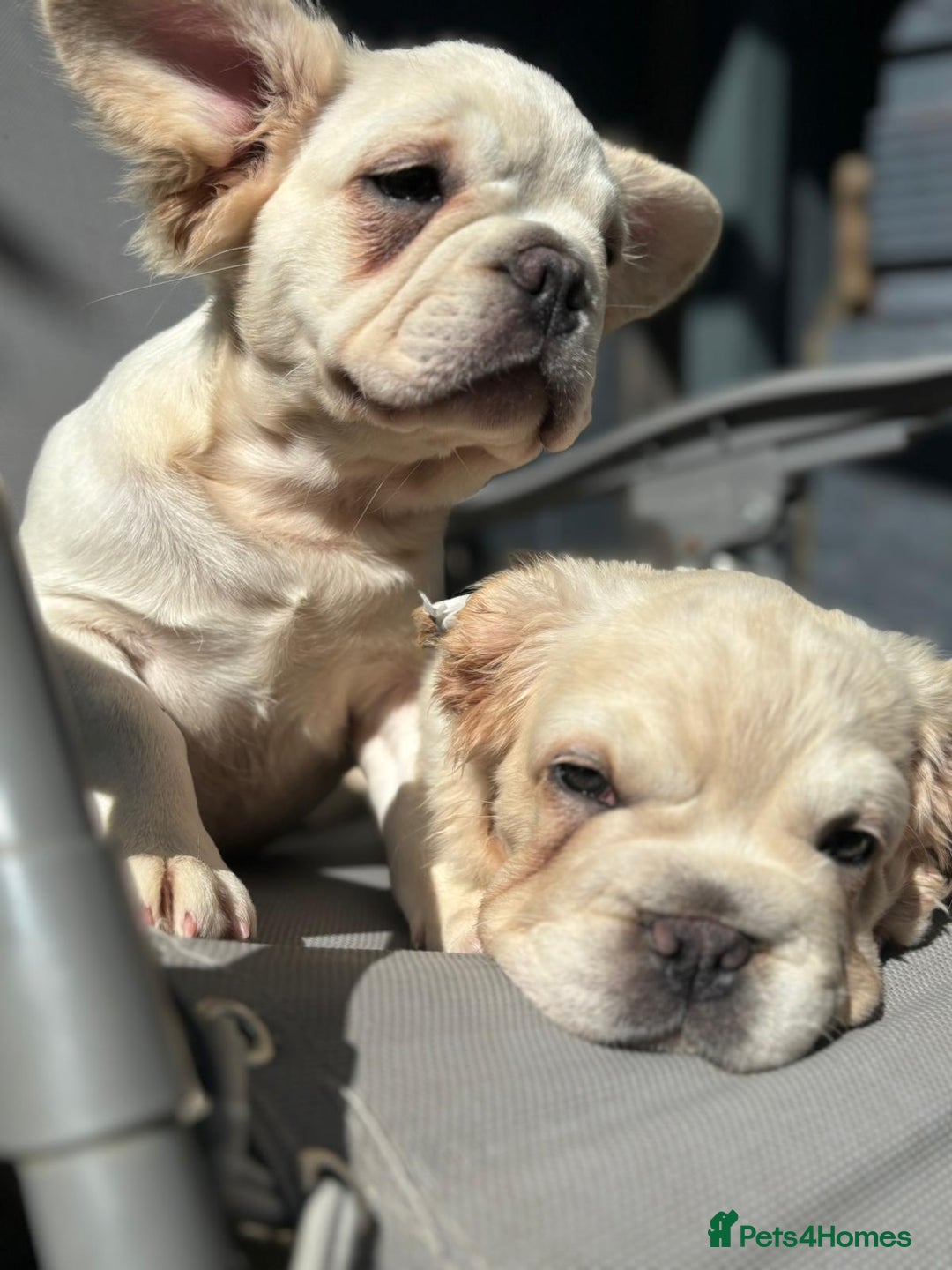 French Bulldog dogs for sale: 2 Beautiful long haired french bulldogs 1-M 1-F - Image 2