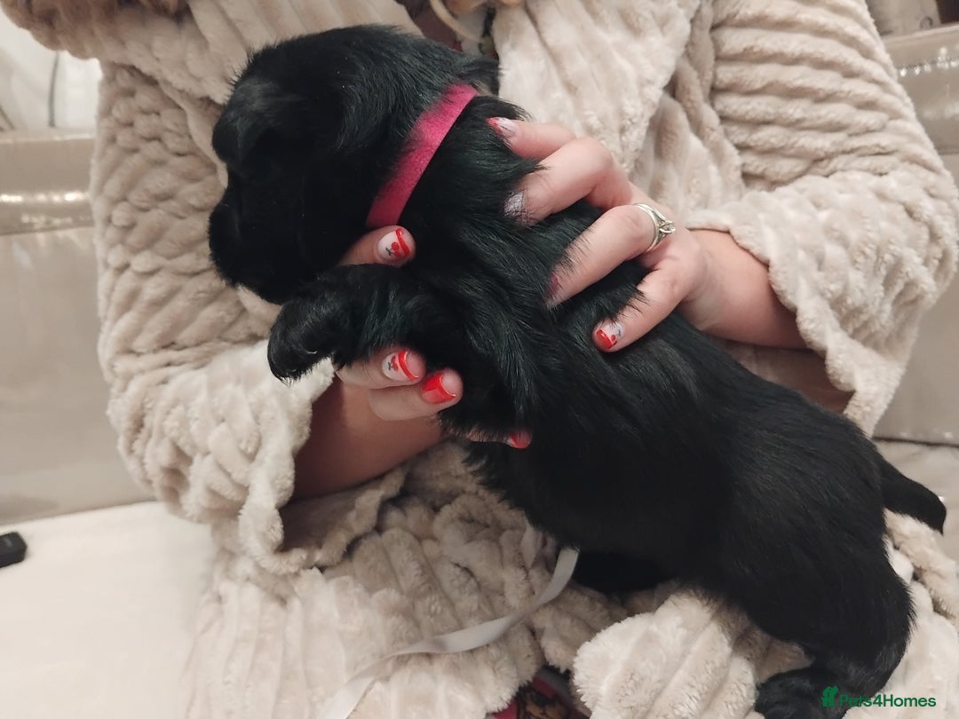 Scottish Terrier dogs for sale: Beautiful Scottish terrier puppies - Advert 10