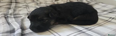 Black boy Puppy 9