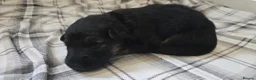 German Shepherd dogs for sale: Beautiful litter of german shepherd puppies  - Advert 3