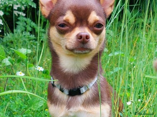Chihuahua dogs in Doncaster - Advert 3