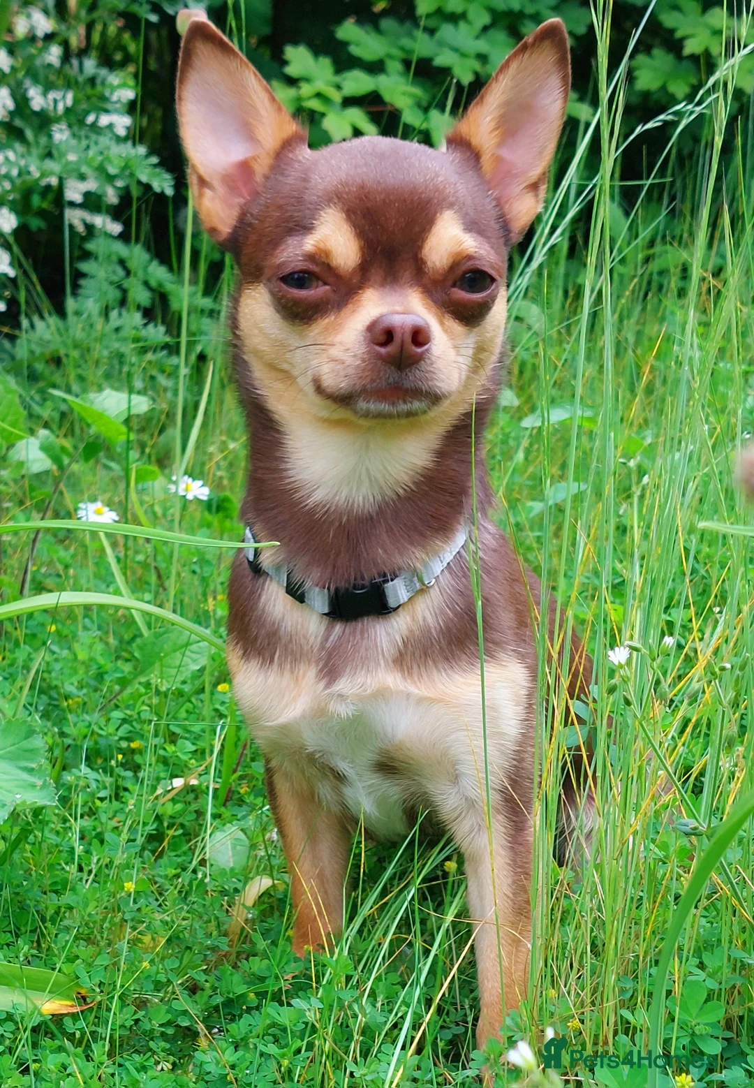 Chihuahua dogs for stud: KC SMOOTH COAT CHIHUAHUA  OPEN  AT STUD 💙 in Doncaster - Advert 2