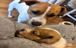 Jack Russell dogs for stud: Jack russel for stud - Image 4