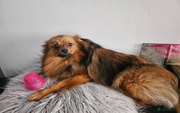 Pomeranian dogs for stud: Prince pomeranian  - Image 2