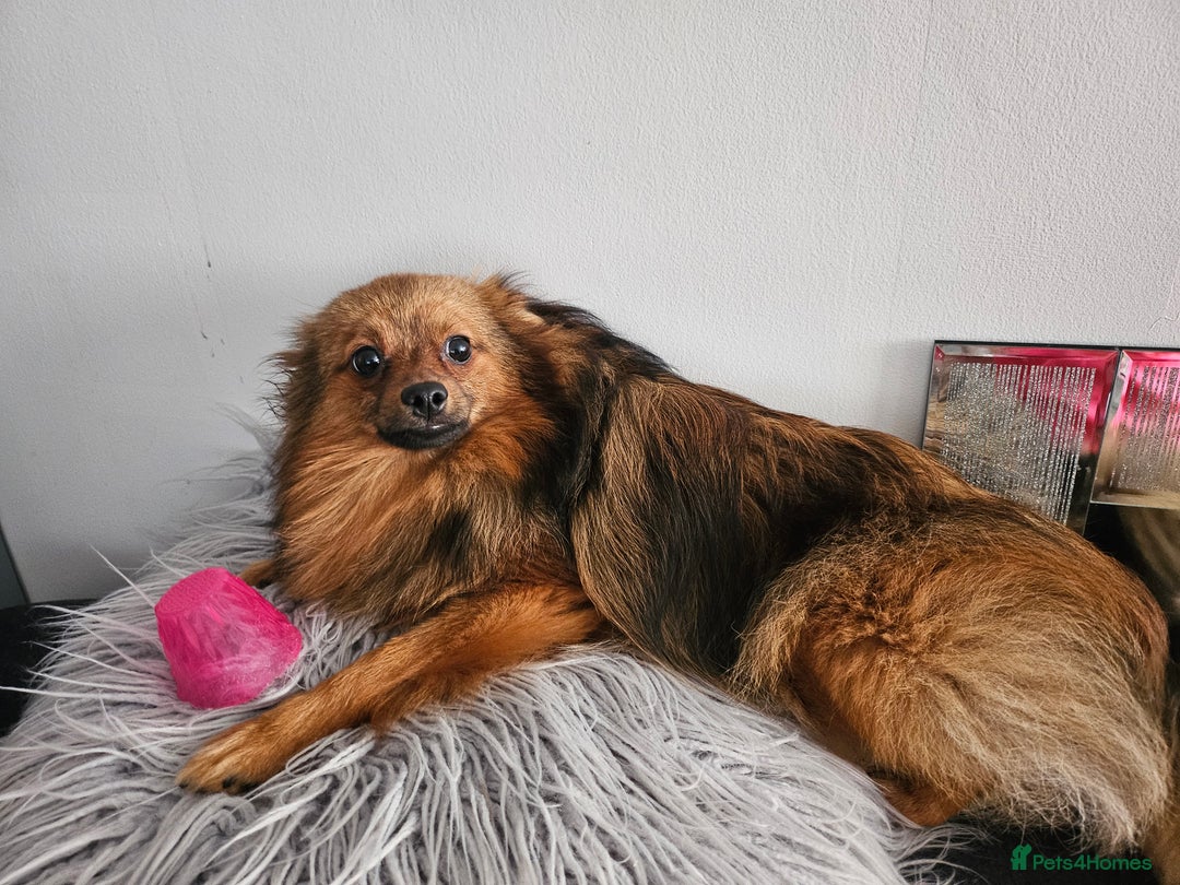 Pomeranian dogs for stud: Prince pomeranian  - Image 2
