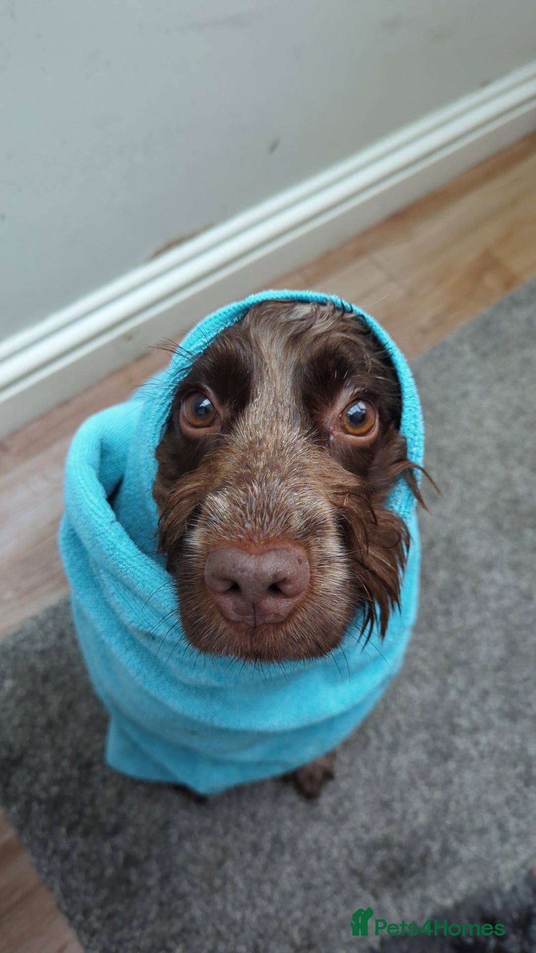 Cocker Spaniel dogs for sale: Cherry - 7 year old cocker spaniel  - Advert 2