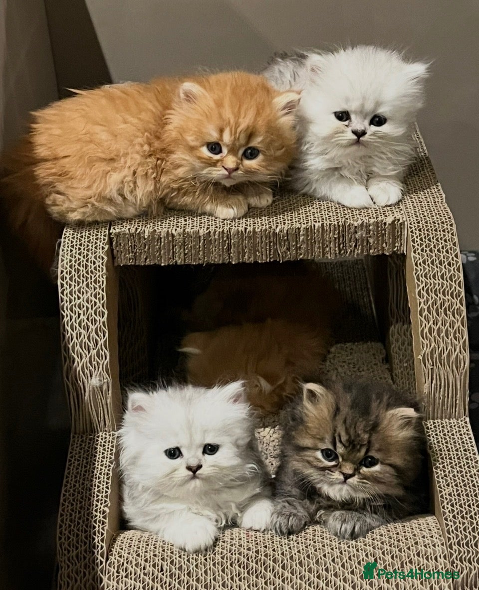 Persian cats Gccf registered Persians  - Advert 18