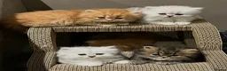Persian cats for sale: Gccf registered Persians  - Advert 1