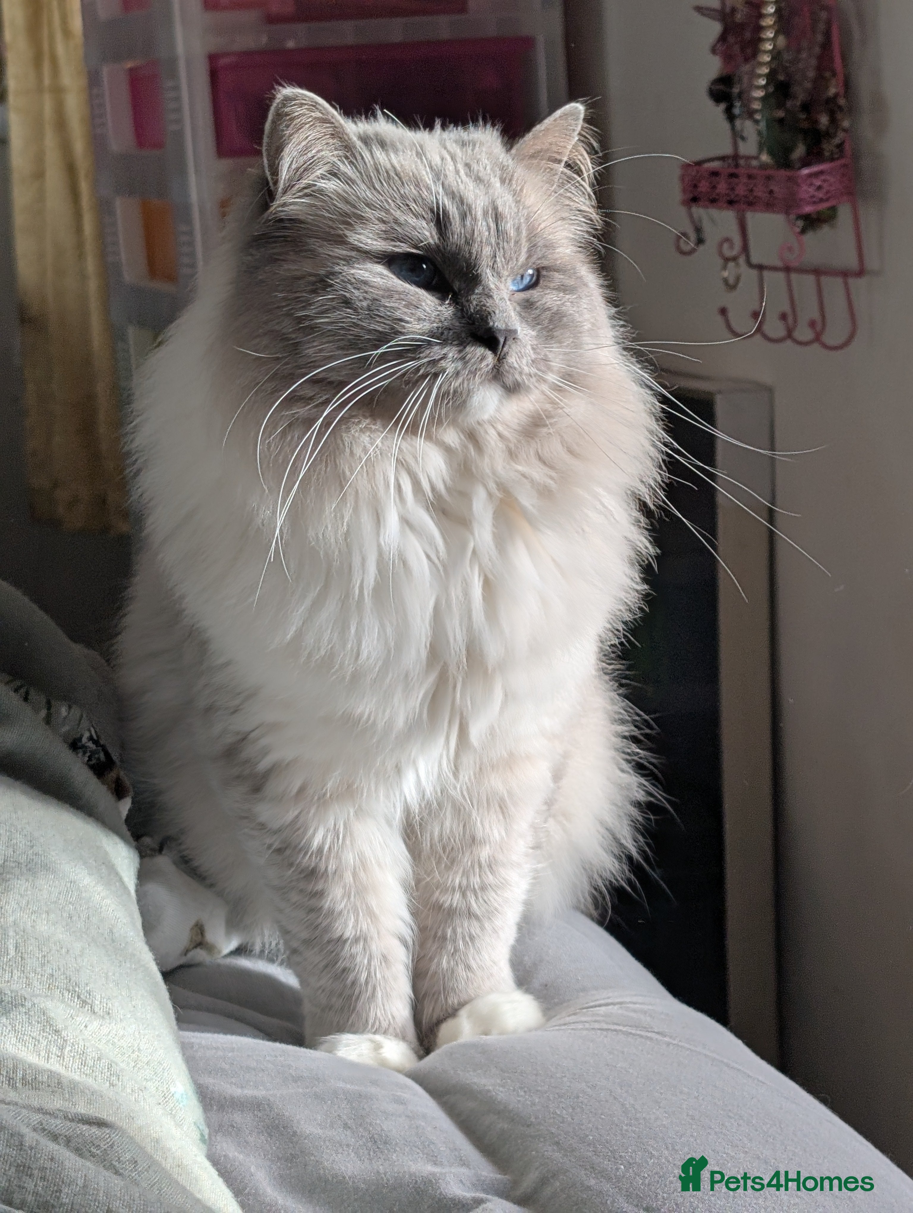 Ragdoll cats Ragdoll kittens  - Advert 2