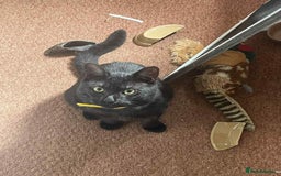Egyptian Mau cats for sale: Beautiful Male Egyptian Mau x Kitten for Rehoming - Image 5