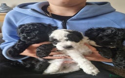 Cockapoo dogs for sale: F1b Cockapoo  - Image 4