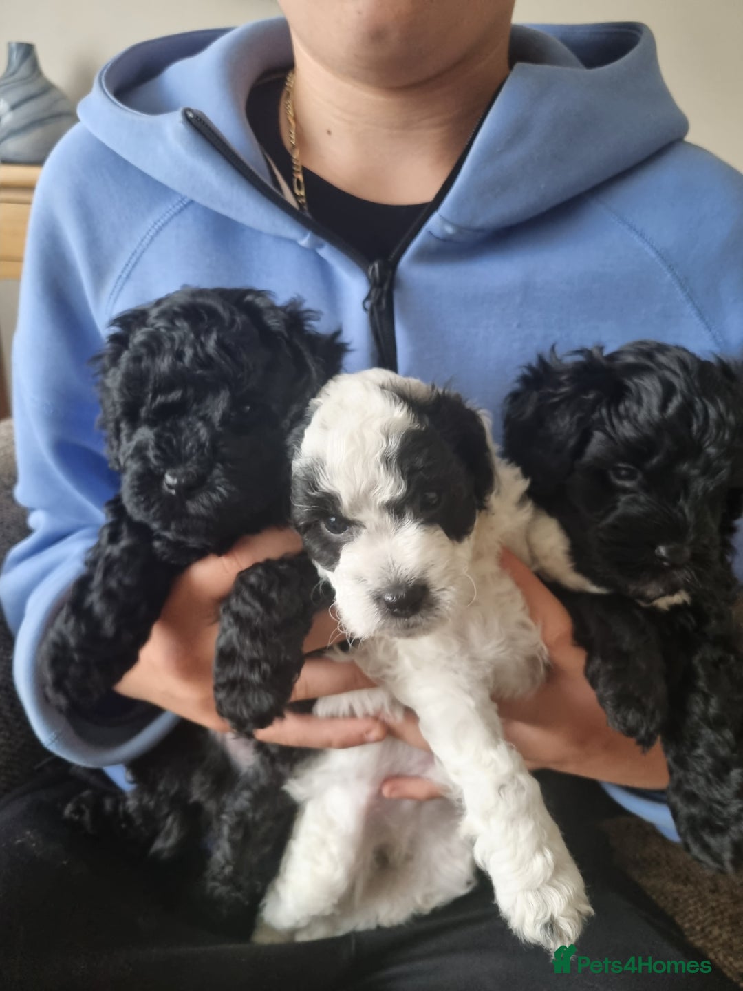 Cockapoo dogs for sale: F1b Cockapoo  - Image 4