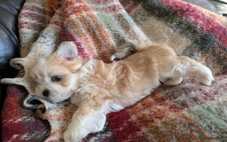 Mixed Breed dogs for sale: Lhasa Apso puppies in Kent - Image 21
