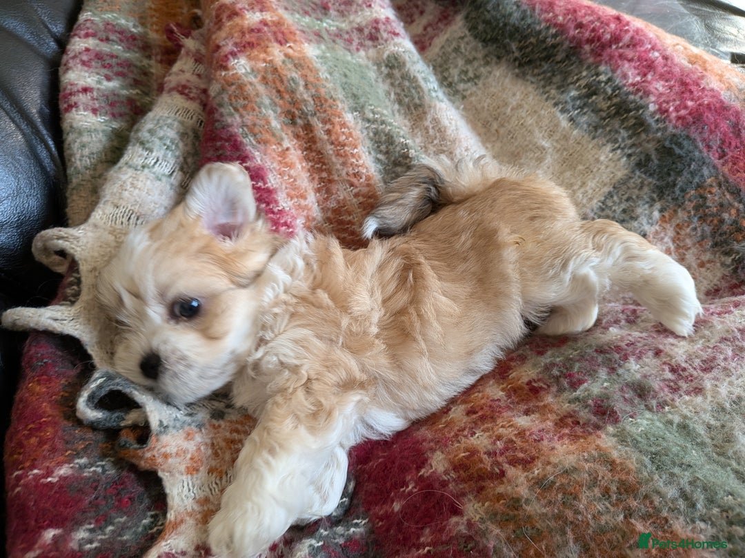 Mixed Breed dogs for sale: Lhasa Apso puppies in Kent - Image 21