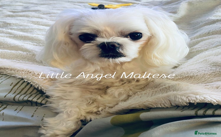 Maltese dogs 🌟Stunning KC Reg Korean Maltese boy for STUD in Waltham Cross - Advert 11