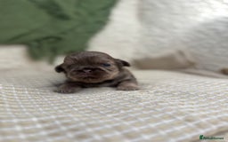 Shih Tzu dogs for sale: Imperial Lilac Dobie KC Reg - Image 3