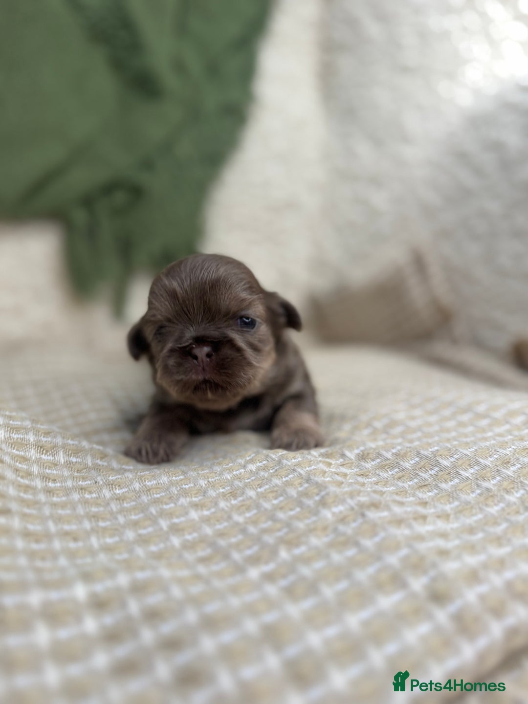 Shih Tzu dogs for sale: Imperial Lilac Dobie KC Reg - Image 3