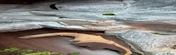Bearded Dragon reptiles for sale: 2yo Bearded Dragon + Custom Vivarium & Full Setup - Advert 3