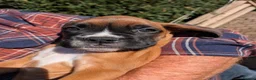 Boxer dogs for sale: Flashy litter of KC registered boxer puppies  - Advert 3