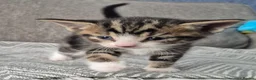 Mixed Breed cats for sale: beautiful little of kittens  - Advert 9