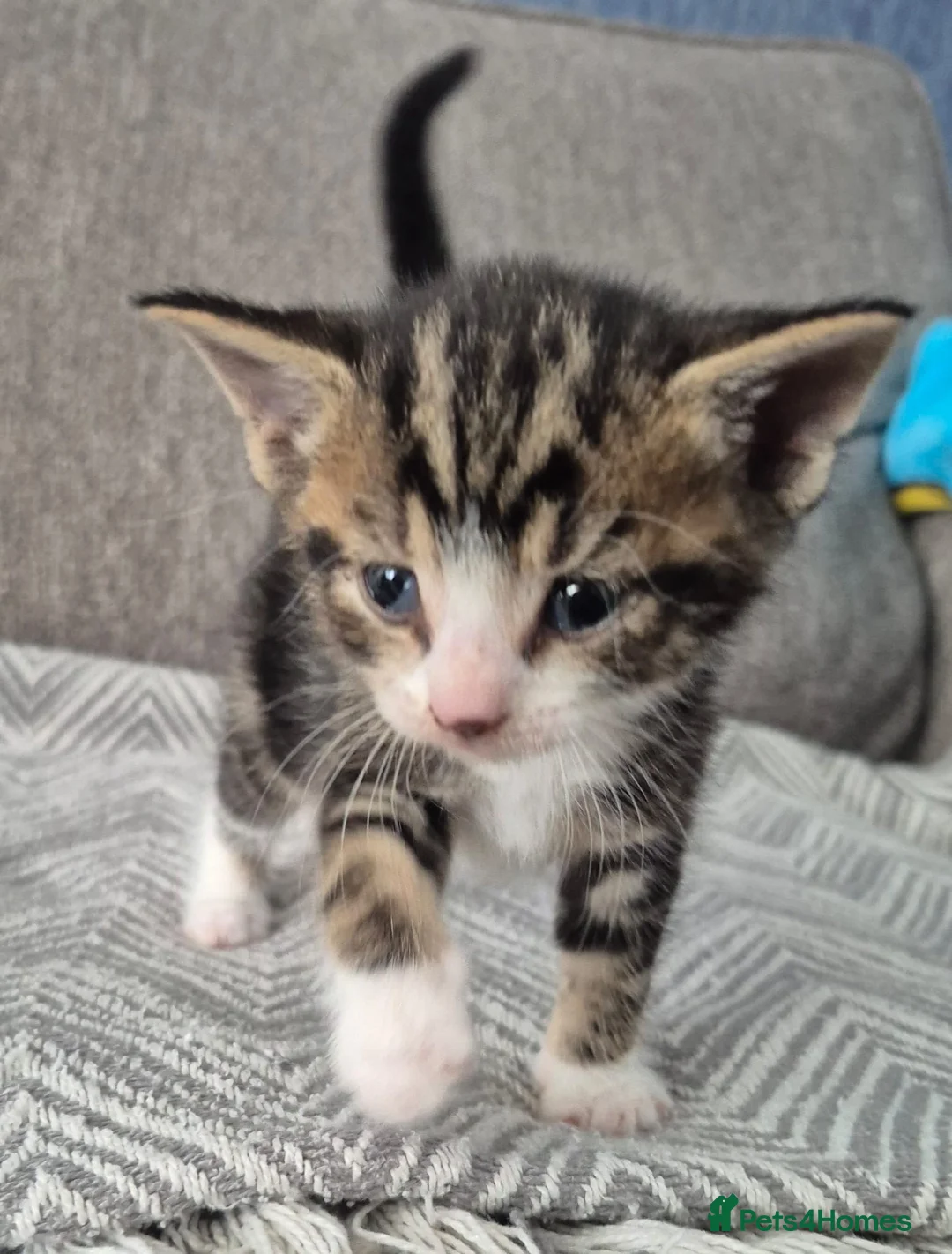 Mixed Breed cats for sale: beautiful little of kittens  - Advert 9