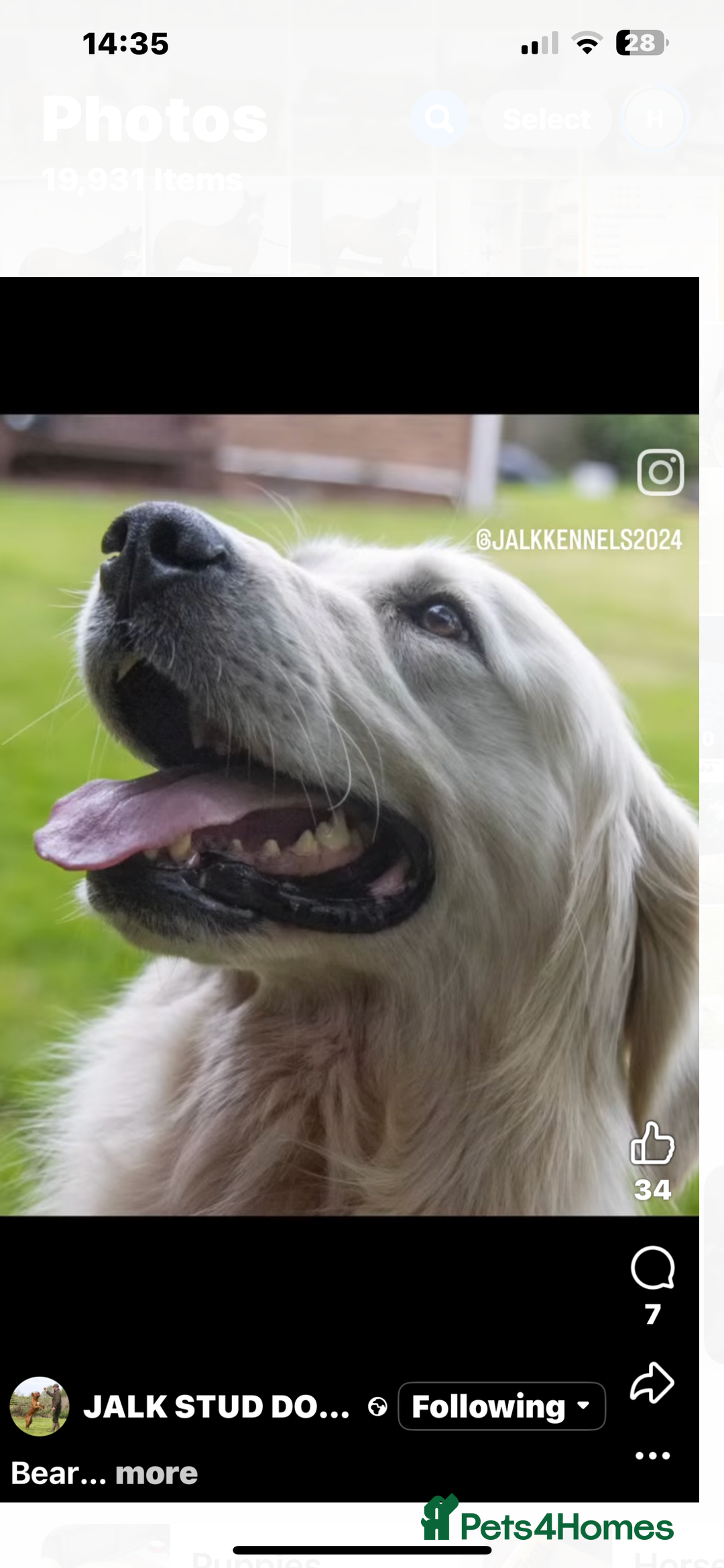 Golden Retriever dogs for sale: Superb litter Kc reg health tested goldens - Image 16