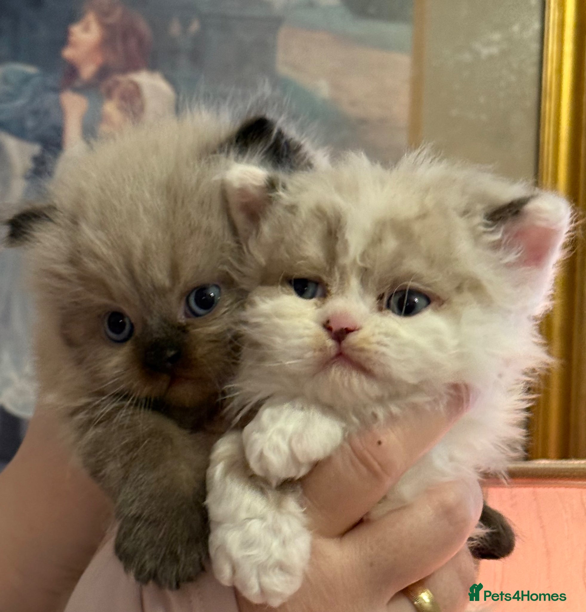 Selkirk Rex cats Adorable Selkirk Rex Kittens-Reserve Yours Now!  - Advert 1