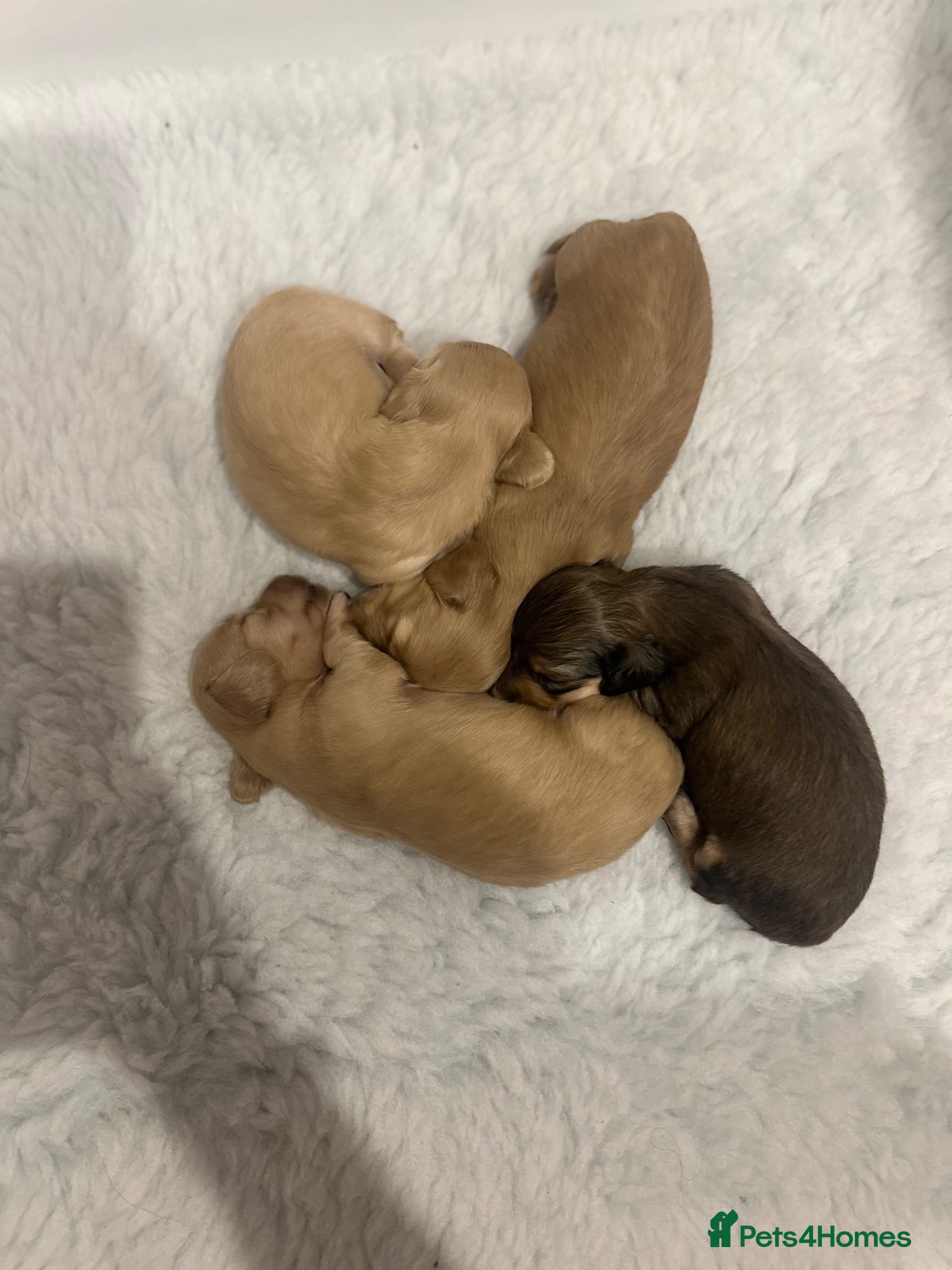 Miniature Dachshund dogs 2 boys left stunning long haired mini dachshund  - Advert 2