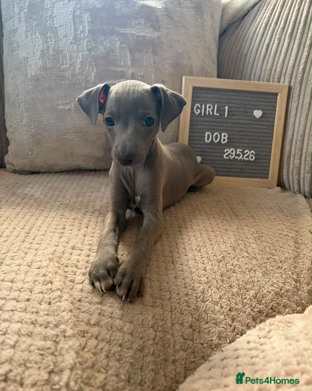Italian Greyhound dogs for sale: Beautiful small Italian greyhound puppies  in London - Advert 12