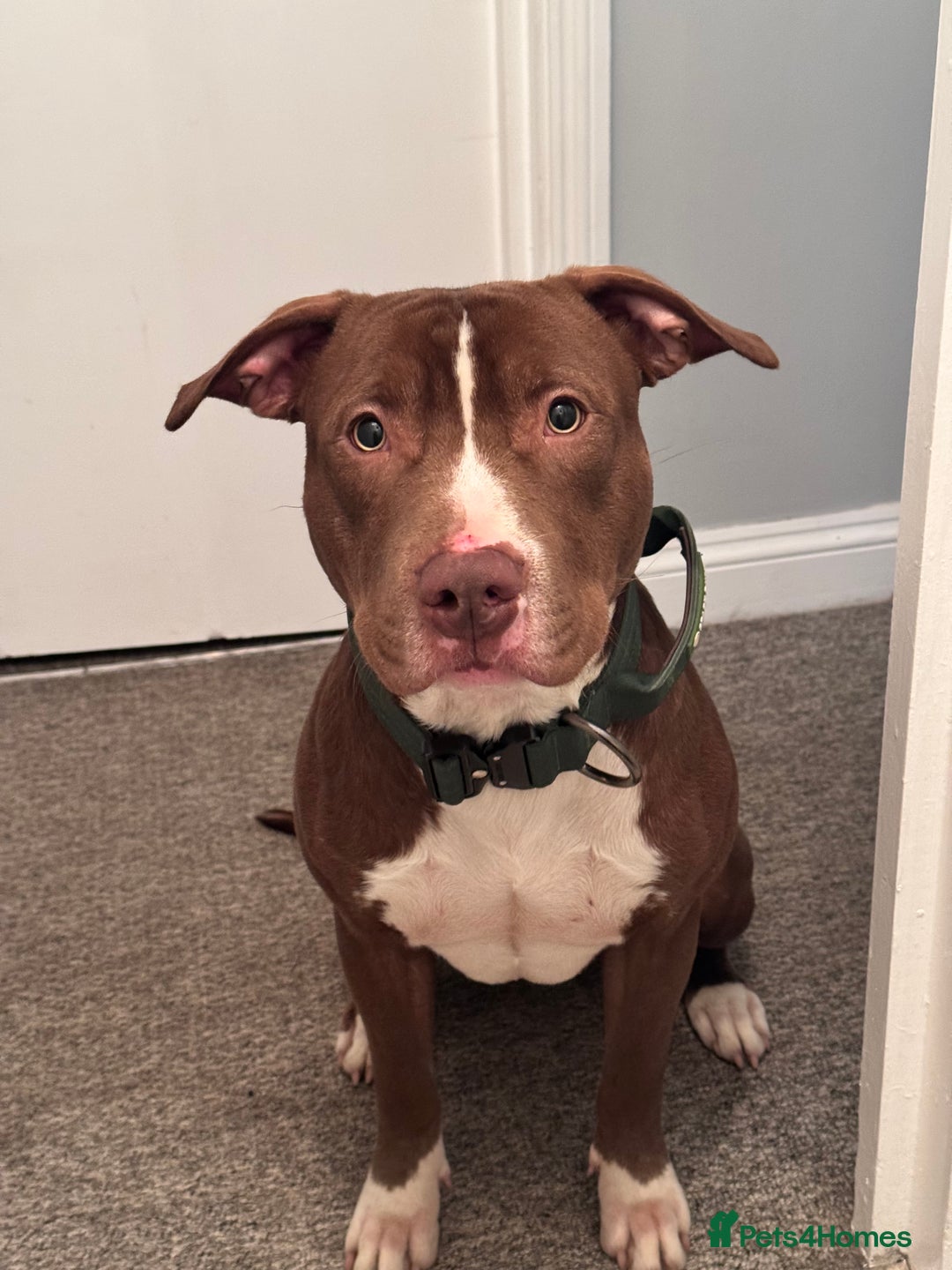 Mixed Breed dogs for sale: Reggie. Bull terrier cross.  - Advert 1