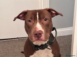 Mixed Breed dogs Reggie. Bull terrier cross. - Advert 1